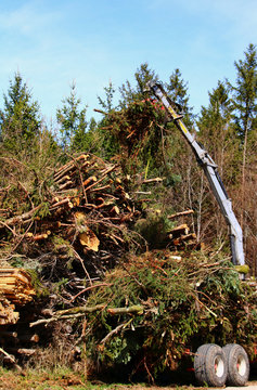 holz f&uuml;r hasckschnitzel wird gestapelt