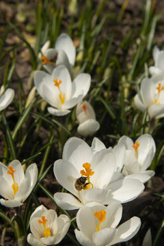 Bee on a snowdrop in sunny day