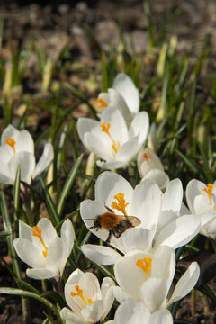 Bumblebee on a snowdrop in sunny day