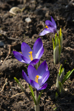 purple snowdrops under a bright sun