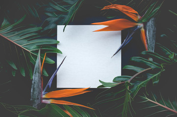 Exotic tropical flower strelizia and xanadu leaves with white space background. nature concepts