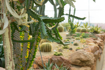 Various types of Cactus in the glass house