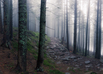 Beautiful view of mysterious foggy forest