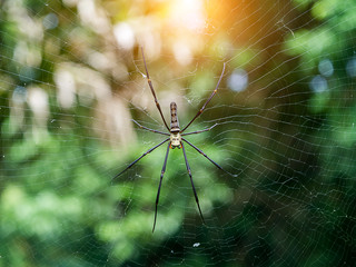 Long legs spider.