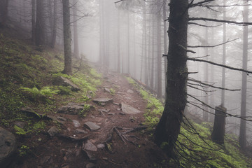 Beautiful view of mysterious foggy forest