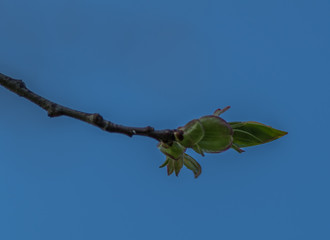 pąk na drzewie © Henryk Niestrój