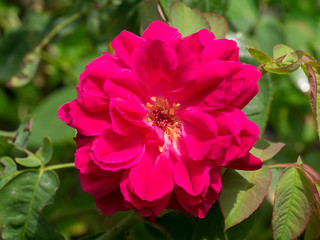 Obraz premium Dark pink of Damask Rose flower.