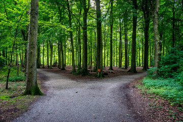 Parting of a road at Haagse Bos, forest in The Hague