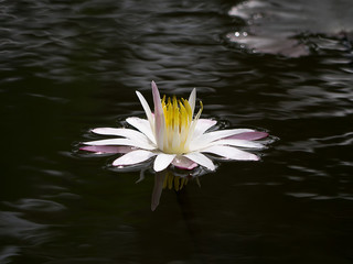 Water lily flower on the dark water.