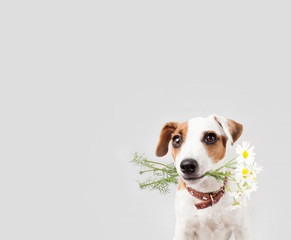 Dog with a bouquet of flowers in a teeth