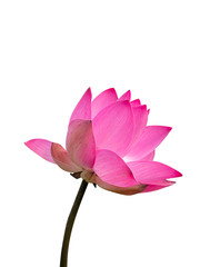 Close up pink lotus flower.