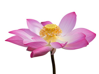 Close up pink lotus flower.