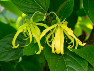 Close up of Dwarf Ylang-Ylang flower.