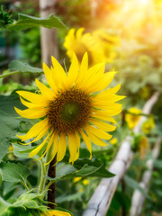 Close up sunflower.