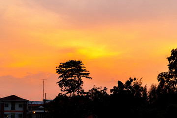 Fototapeta premium tree branch silhouette on golden sunset