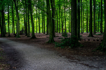 Muddy road inside a dense forest at Haagse Bos, forest in The Hague