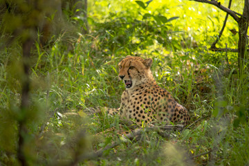 African cheetah, Masai Mara National Park, Kenya, Africa. Cat in nature habitat. Greeting of cats (Acinonyx jubatus)