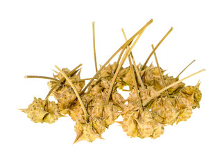 Obraz premium dried seeds of Tribulus terrestris