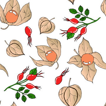 Vector seamless pattern with colored autumn phyisalis and dogroses  on white background.