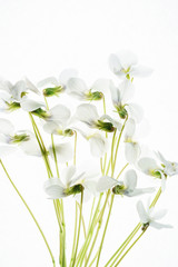 white spring flowers