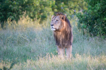 Mighty Lion watching the lionesses who are ready for the hunt in Masai Mara, Kenya (Panthera leo)	