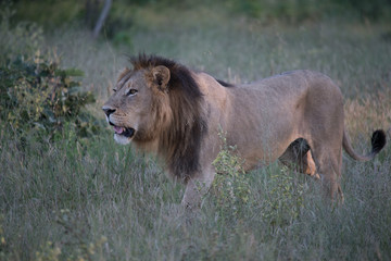 Mighty Lion watching the lionesses who are ready for the hunt in Masai Mara, Kenya (Panthera leo)	