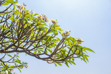 Plumeria flower white tropical flower, plumeria flower blooming tree on blue sky, spa flower