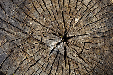 Wood texture, round cut