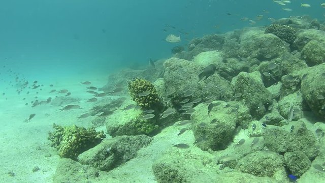 Coral reef scenics of the Sea of Cortez, Baja California Sur, Mexico. 
