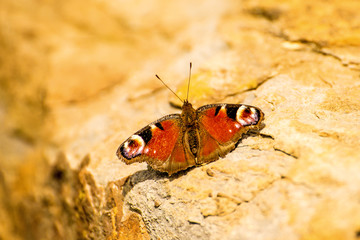 peacock butterfly on a wall