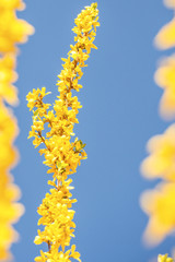Forsythia blossom in spring in Germany