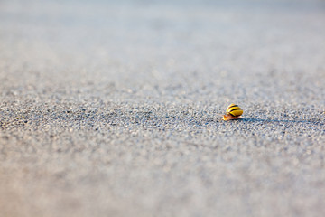 Fototapeta na wymiar snail on the asphalt