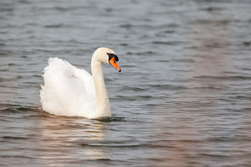 an mute swan