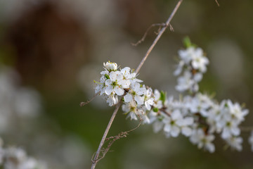 Geöffnete weiße Blüten am Schwarzdorn im Frühjahr