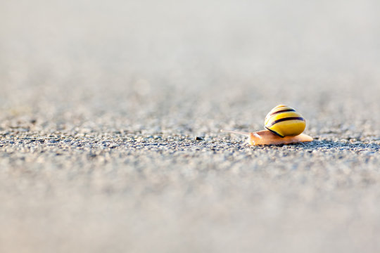 snail on the asphalt