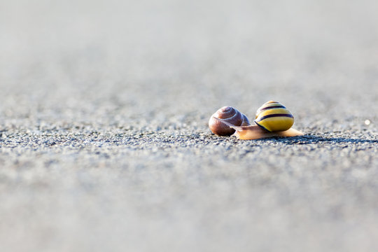 snail on the asphalt