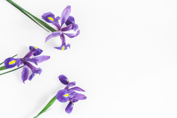 Composition de fleurs. Fleurs d& 39 iris de printemps sur fond blanc. Mise à plat, vue de dessus, espace de copie