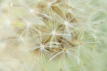 abstract dandelion flower background