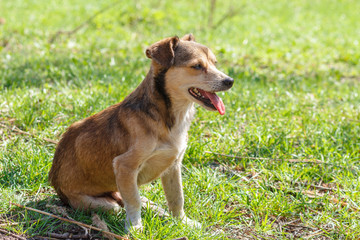 Homeless dog. A homeless cute brown dog walks in nature. A dog resting on the lawn. Cute little doggie. Shelter for stray dogs.