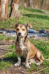 Homeless dog. A homeless cute brown dog walks in nature. A dog resting on the lawn. Cute little doggie. Shelter for stray dogs.