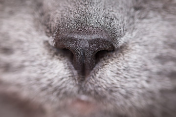 Naklejka premium Cat nose Imprint