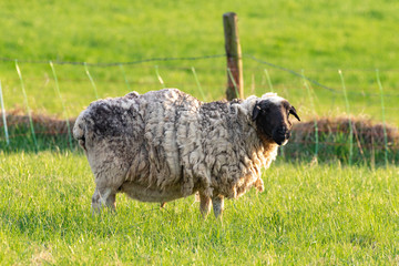 Naklejka na ściany i meble Einzelnes Schaf auf einer eingezäunten grünen Wiese