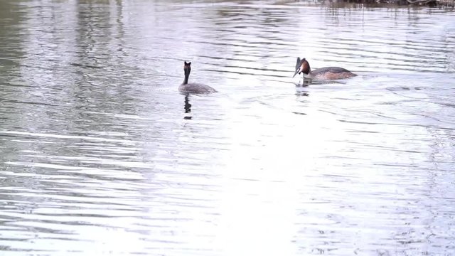 in the park of the city there is a grebe on the water

