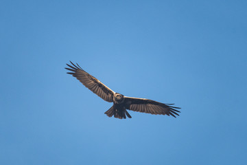 Female swamp harrier flying in front of a blue sky