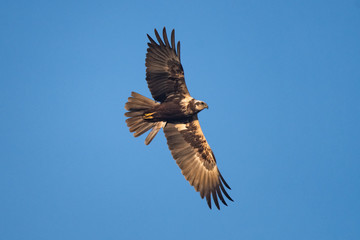 Female swamp harrier flying in front of a blue sky