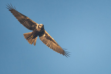 Female swamp harrier flying in front of a blue sky