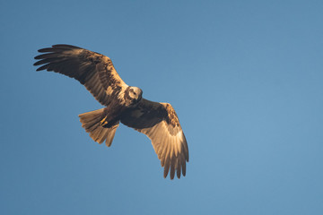 Female swamp harrier flying in front of a blue sky