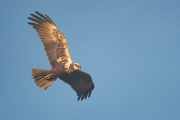 Female swamp harrier flying in front of a blue sky