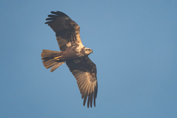 Fototapeta premium Female swamp harrier flying in front of a blue sky
