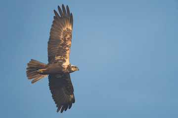 Female swamp harrier flying in front of a blue sky